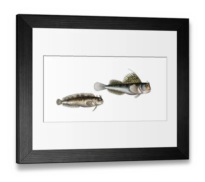 Framed Print : Fish, fishes, left: Blennius gattorugine, the sea deer. right: Blennius ocellaris, the Butterfly-Fish, Historic, digitally restored reproduction from a 19th century original, Record date not stated Framed Print : Fish, fishes, left: Blennius gattorugine, the sea deer. right: Blennius ocellaris, the Butterfly-Fish, Historic, digitally restored reproduction from a 19th century original, Record date not stated