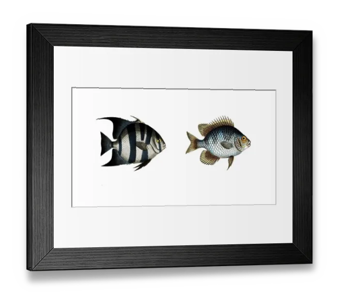 Framed Print : Fish, fishes, left: genus butterfly-fish, Chaetodon faber, the Smith, the Smith