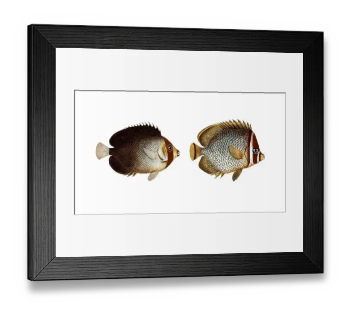 Framed Print : Fish, fishes, left: genus butterflyfish, butterflyfish, Chaetodon mesoleucus, the mulatto, The Mulatto Framed Print : Fish, fishes, left: genus butterflyfish, butterflyfish, Chaetodon mesoleucus, the mulatto, The Mulatto