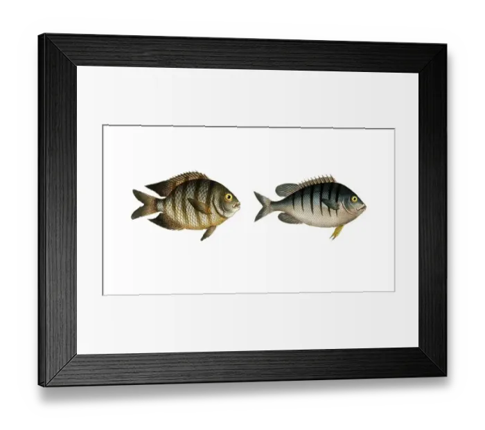 Framed Print : Fish, Fish, Genus butterflyfish, Butterflyfish, Chaetodon bengalensis, the Bengal clifffish