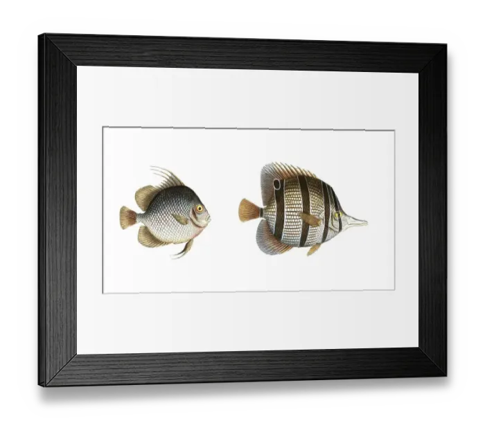 Framed Print : Fish, fishes, left: Genus butterflyfish, butterflyfish, Chaetodon orbis, the disc. right: genus butterflyfish, Chaetodon rostratus, the beakfish, Historical, digitally restored reproduction from a 19th century original, Record date not stated