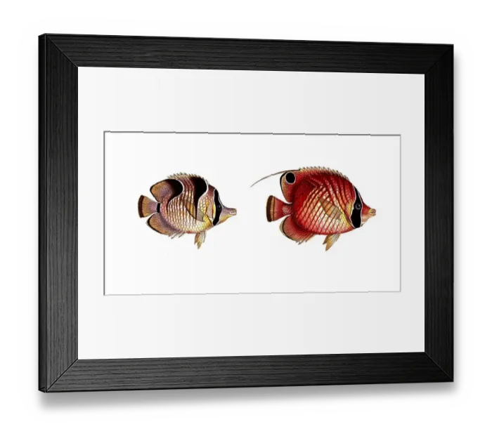 Framed Print : Fish, fish, left: genus butterflyfish, Chaetodon falcula, the Sickle-Chetodon. right, genus butterflyfish, Chaetodon setifer, the Bristle-Chetodon, Historic, digitally restored reproduction from a 19th century original, Record date not stated