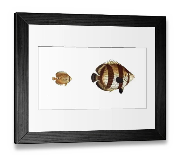 Framed Print : Fish, fish, left: Genus Meyers Butterflyfish, Butterflyfish, Chaetodon capistratus, the Soldier, The Sea Butterfly