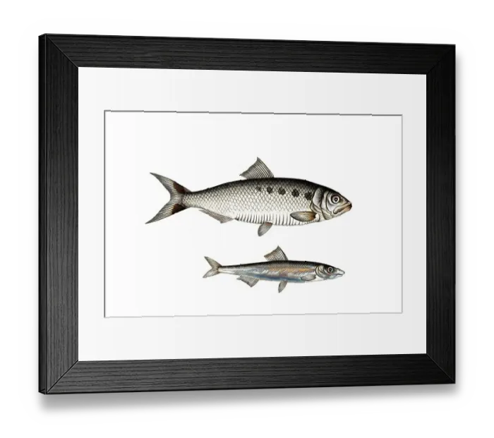 Framed Print : Fish, fish, left: Fish genus Herring, Clupea Encrasicolus, the Anjovis, the Anchova, right: Fish genus Herring, Clupea alosa, the Alse, The Schad, Historic, digitally restored reproduction from a 19th century original, Record date not stated