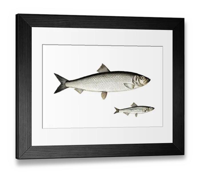 Framed Print : Fish, fish, top: Genus of fish, true herrings, Clupea Sprattus, the Spratz. bottom: Fish genus Herring, Clupea Harengus, the Herring, Historic, digitally restored reproduction from a 19th century original, Record date not stated Framed Print : Fish, fish, top: Genus of fish, true herrings, Clupea Sprattus, the Spratz. bottom: Fish genus Herring, Clupea Harengus, the Herring, Historic, digitally restored reproduction from a 19th century original, Record date not stated