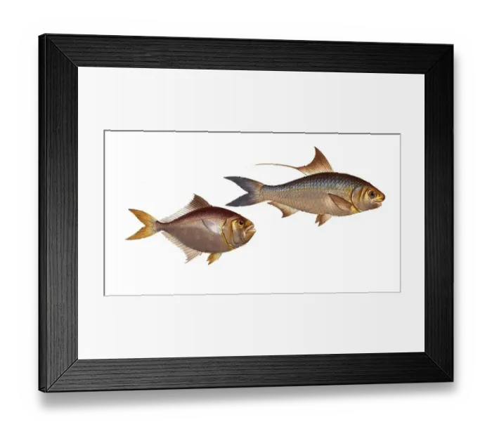 Framed Print : Fish, fish, left: Group of perch relatives, Scomber minutus, the little mackerel, the little Mackrel