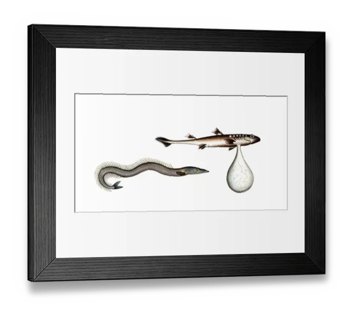 Framed Print : Fish, fishes, left: Ammodytes tobinus, the sand eel, the Launce. right: Embrio Squali, an unborn shark, an embryo of a shark, Historic, digitally restored reproduction from a 19th century original, Record date not stated