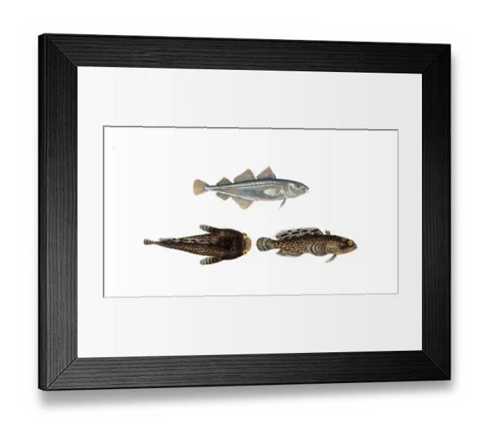 Framed Print : Fish, Fish, top: Family of cods, Gadus minutus, dwarf cod, the Poor. bottom, Family of cods, Gadus Tau, toadfish, Historical, digitally restored reproduction from a 19th century original, Record date not stated