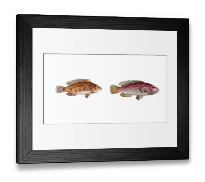 Framed Print : Fish, fish, left: Fish genus from the snapper family Lutjanus notatus, the spotted Lutjan, the spotted Lutian