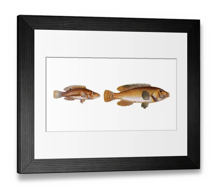 Framed Print : Fish, fish, left: Fish genus from the snapper family Lutjanus rostratus, the snouted Lutian
