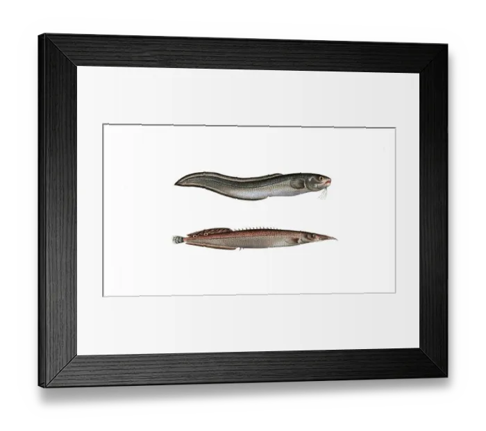 Framed Print : Fish, fish, left: Ophidium aculeatum, the elephant's trunk. right: Ophidium barbatum, the grey beard, Historic, digitally restored reproduction from a 19th century original, Record date not stated