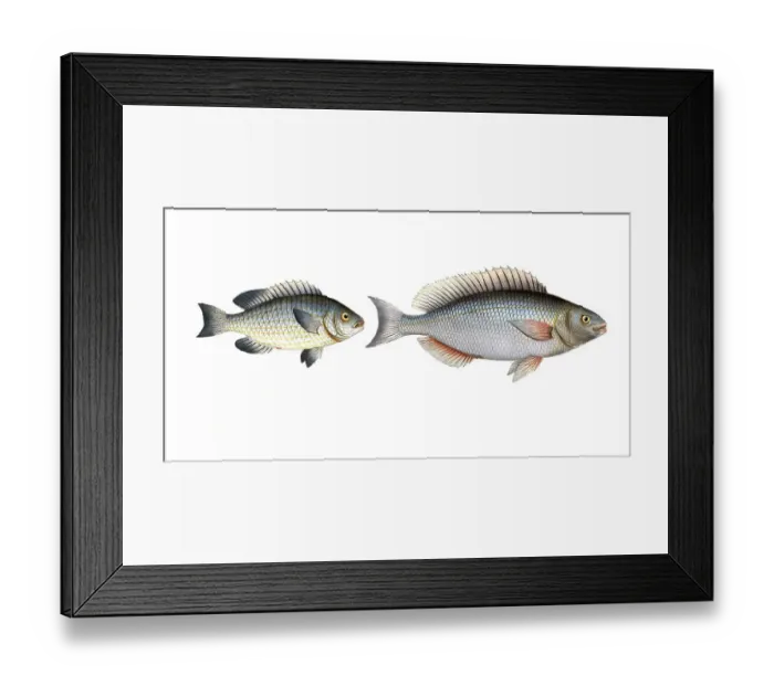 Framed Print : Fish, fish, left: Genus of the family Perch, Perca japonica, japanischer Persch, the Japanese Perch