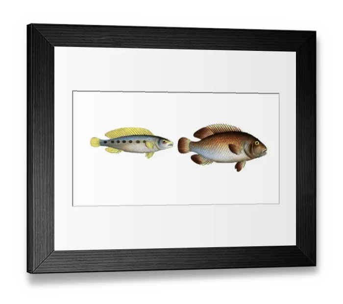 Framed Print : Fish, fish, left: Genus of the family Perch, Perca brasiliensis, Brazilian perch, The brasilian Perch