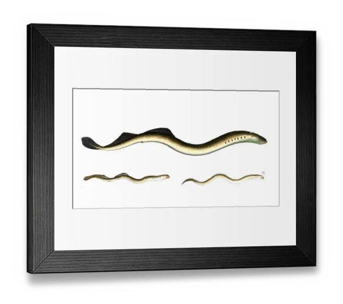 Framed Print : Fish, fishes, top: Petromyzon fluviatilis, lamprey, The lesser Lamprey. bottom left: Petromyzon planerie, small lamprey, Plamer's Lamprey
