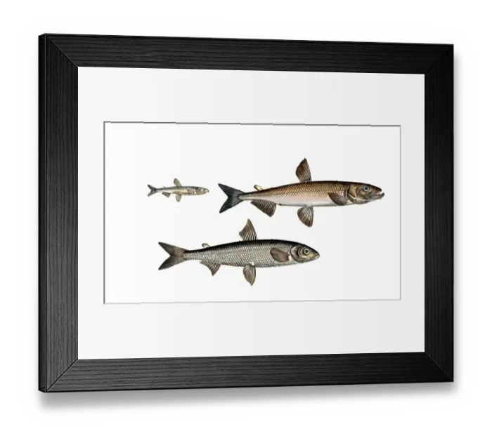 Framed Print : Fish, fish, left: Salmon family, Salmo eperlanus, smelt, the Smelt, top right: Salmon family, Salmo eperlano-Marinus, smelt, bottom right, Salmon family, Salmo maraenula, small maraene, Historic Framed Print : Fish, fish, left: Salmon family, Salmo eperlanus, smelt, the Smelt, top right: Salmon family, Salmo eperlano-Marinus, smelt, bottom right, Salmon family, Salmo maraenula, small maraene, Historic