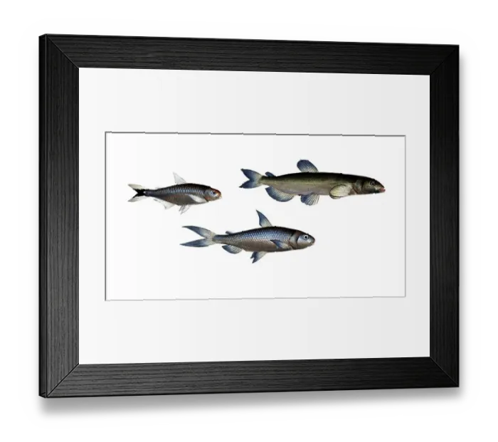 Framed Print : Fish, Fish, left: Salmon family, Salmo melanurus, tail-spotted Salmon family, Salmon, top right: Family of salmonids, Salmo groenlandicus, Greenland salmon, Capelan, bottom right, Family of salmonids, Salmo unimaculatus, one-spot, Curimate
