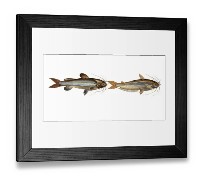 Framed Print : Fish, fishes, left: Genus of fish from the family of true catfishes within the order of catfishes, Silurus vittatus, striped catfish, The striped silure