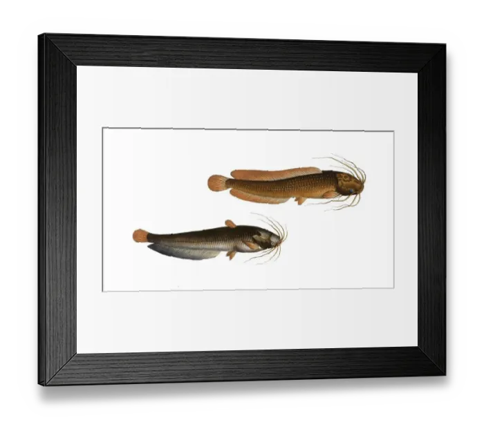 Framed Print : Fish, fishes, top: Genus of fish from the catfish family within the catfish order, Silurus batrachus, the Frog Catfish, the Toeli