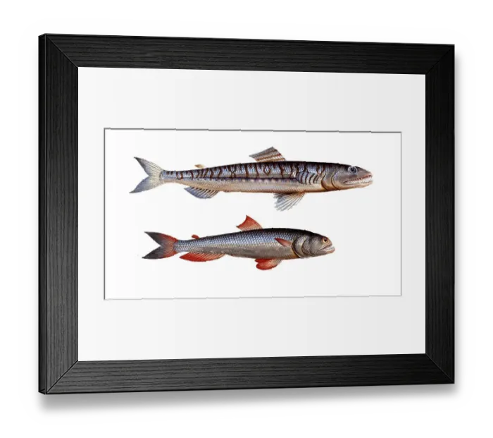 Framed Print : Fish, fishes, top: Salmon family, Salmo saurus, sea lizard, the Sea Lizard, bottom: Salmon family, Salmo foetens, Stink Salmon, Sea Sparrow Hawk, Historic, digitally restored reproduction from a 19th century original, Record date not stated Framed Print : Fish, fishes, top: Salmon family, Salmo saurus, sea lizard, the Sea Lizard, bottom: Salmon family, Salmo foetens, Stink Salmon, Sea Sparrow Hawk, Historic, digitally restored reproduction from a 19th century original, Record date not stated