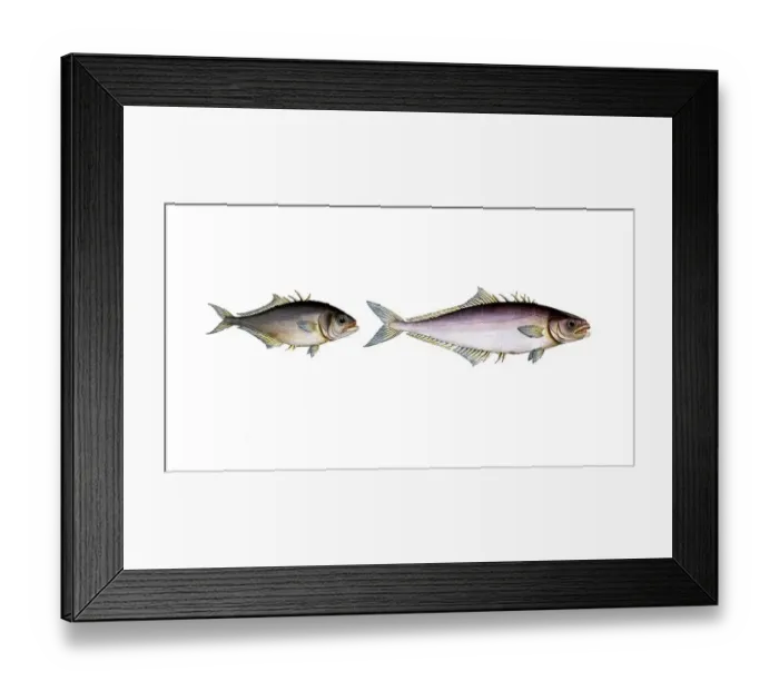 Framed Print : Fish, fish, left: Group of perch relatives, Scomber calcar, Der Sporn, the Spur-back