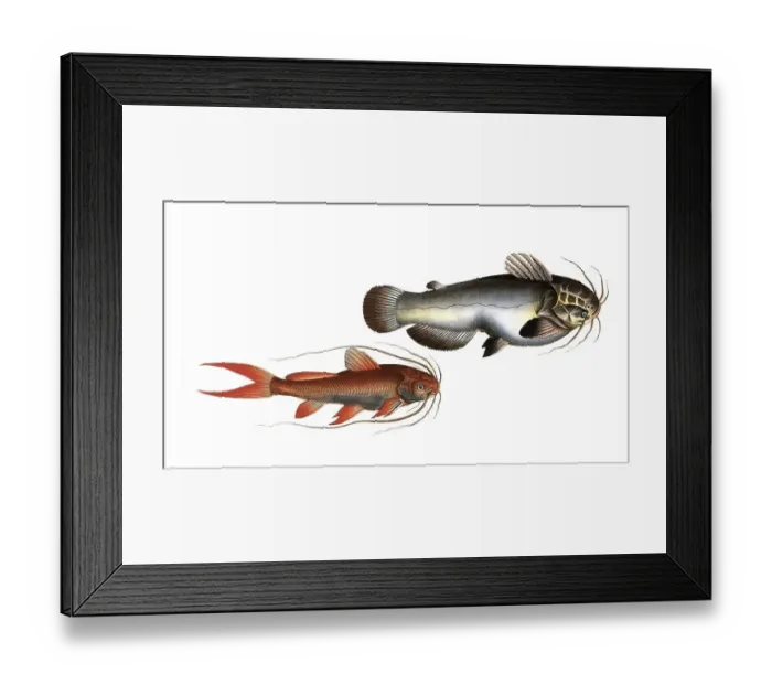 Framed Print : Fish, fishes, left: Genus of fish from the catfish family within the catfish order, Silurus erythropterus, the red-finned Silure
