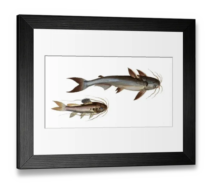 Framed Print : Fish, fishes, top: Genus of fish from the family of the true catfishes within the order of the catfishes, Silurus nodosus, the knotty silure