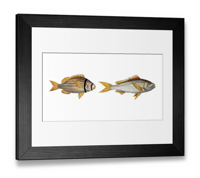 Framed Print : Fish, fishes, left: Family of sea bream, Sparus vittatus, striped bream, the striped Gilt-head. right: Sparzs cuning, der Cuning, the Cuning, Historic, digitally restored reproduction from a 19th century original, Record date not stated