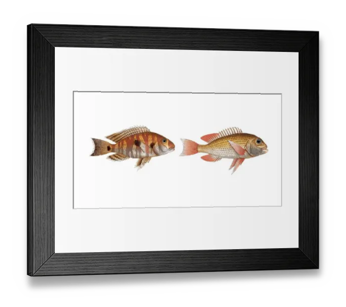 Framed Print : Fish, fish, left: Family of sea bream, Sparus surinamensis, the surinamese Brassem, the gilt-head of Surinam Framed Print : Fish, fish, left: Family of sea bream, Sparus surinamensis, the surinamese Brassem, the gilt-head of Surinam