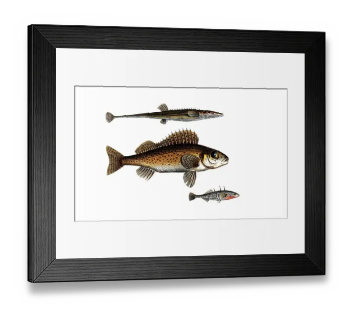 Framed Print : Fish, fishes, top: Gasterosteus spinachia, the fifteen spined Stideback. centre: Genus of the perch family, Perca cernua, the ruffe Framed Print : Fish, fishes, top: Gasterosteus spinachia, the fifteen spined Stideback. centre: Genus of the perch family, Perca cernua, the ruffe