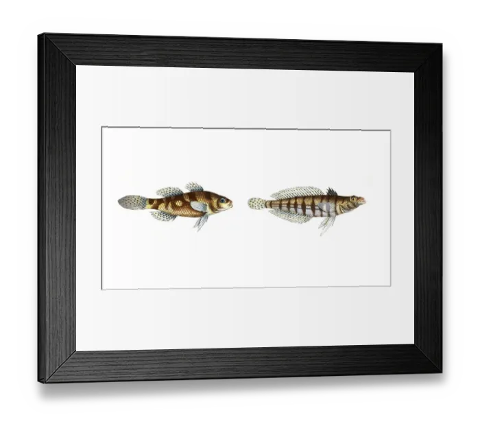 Framed Print : Fish, fishes, left: Genus from the umber family, Sciaena maculata, the spotted umber, the spotted umber Framed Print : Fish, fishes, left: Genus from the umber family, Sciaena maculata, the spotted umber, the spotted umber