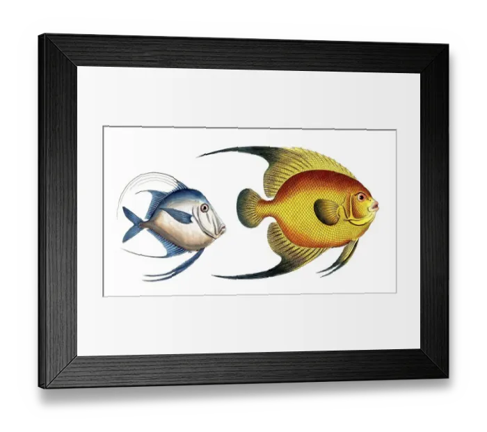 Framed Print : Fish, fishes, left: Genus of fish from the Zeidae family, Zeus Vomer, the Ploughshare, the Silver-Fish