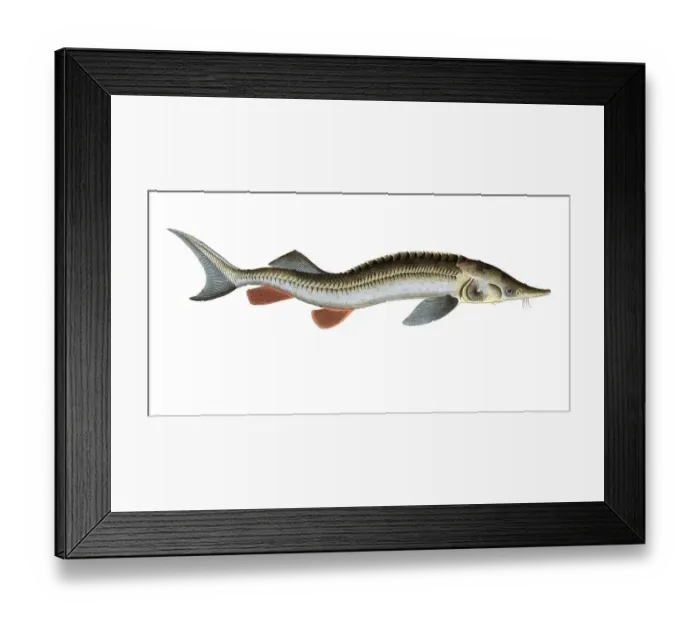 Framed Print : Fish, fish, fish genus from the sturgeon family, Acipenser ruthenus, the sterlet, the rusfish-Sturgeon, Historical, digitally restored reproduction from a 19th century original, Record date not stated
