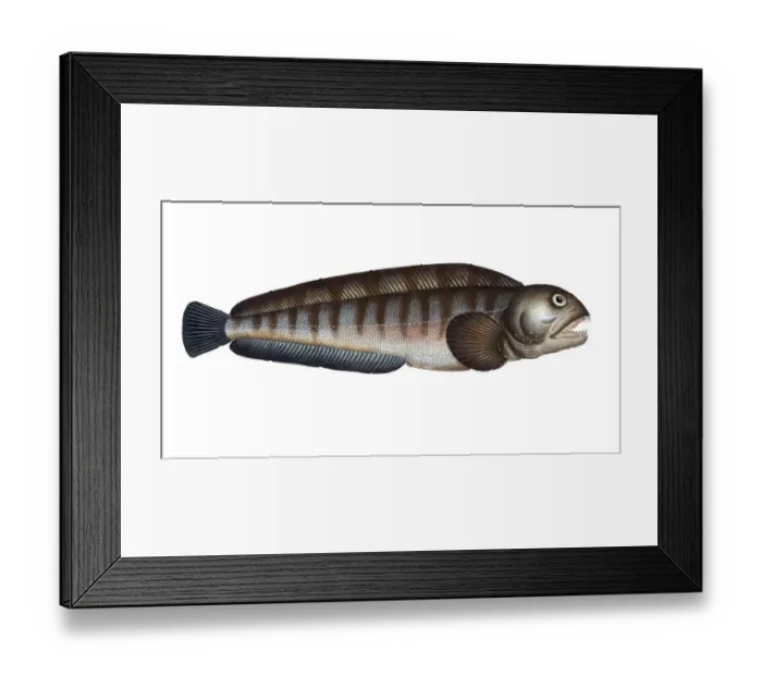Framed Print : Fish, Fische, Anarihchas lupus, der Seewolf, the Wolf fish, Historic, digitally restored reproduction from a 19th century original, Record date not stated