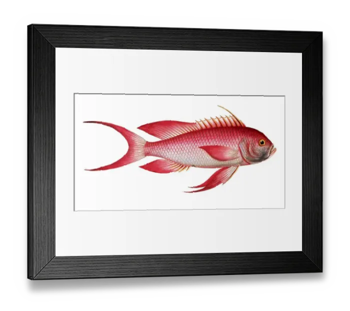 Framed Print : Fish, fish, genus of the bannerfish, Anthias sacer, the red grunt, Historical, digitally restored reproduction from a 19th century original, Record date not stated Framed Print : Fish, fish, genus of the bannerfish, Anthias sacer, the red grunt, Historical, digitally restored reproduction from a 19th century original, Record date not stated