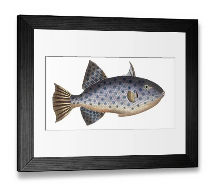 Framed Print : Fish, Fishes, Balistes maculatus, White-spotted Triggerfish, Rough Triggerfish, The long File-Fish, Historical, digitally restored reproduction from a 19th century original, Record date not stated