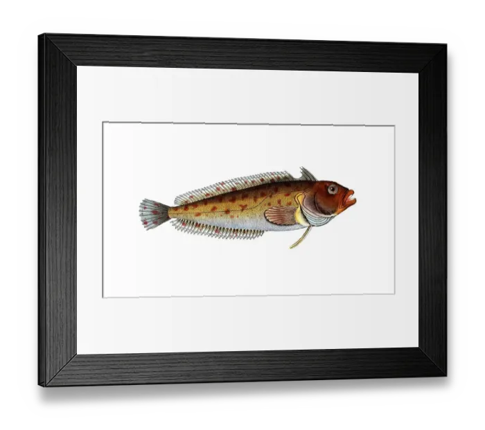 Framed Print : Fish, Fische, Blennius superciliosus, Clinus superciliosus, Super-Klippfisch oder Hochflossen-Klippfisch, the Super klipfish or Highfin klipfish, Historic, digitally restored reproduction from a 19th century original, Record date not stated Framed Print : Fish, Fische, Blennius superciliosus, Clinus superciliosus, Super-Klippfisch oder Hochflossen-Klippfisch, the Super klipfish or Highfin klipfish, Historic, digitally restored reproduction from a 19th century original, Record date not stated