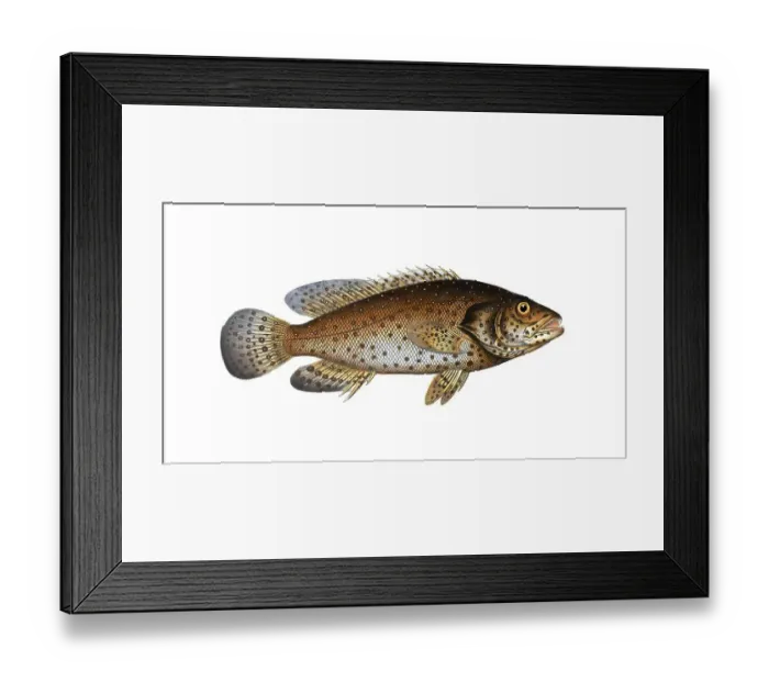 Framed Print : Fish, Fishes, Wrasse family, Bodianus guttatus, the Jacob Evertsen, The Jenfish, Historical, digitally restored reproduction from a 19th century original, Record date not stated