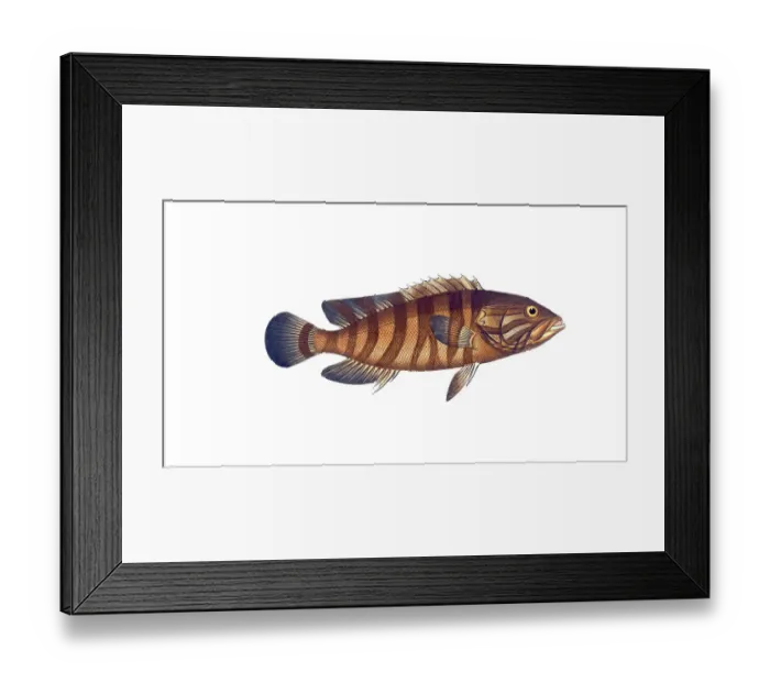 Framed Print : Fish, Fishes, Wrasse family, Bodianus boenack, der Boenack, the Boenack, Historical, digitally restored reproduction from a 19th century original, Record date not stated