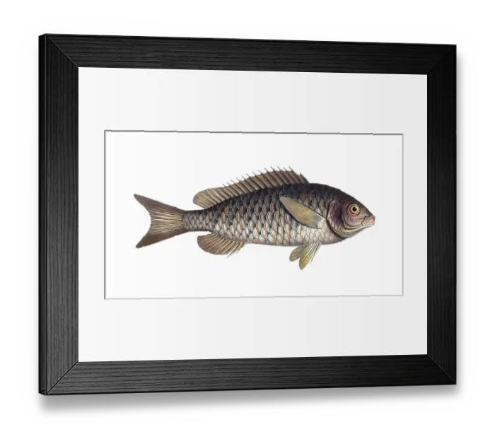 Framed Print : Fish, Fische, Bodinus macrolepidtus, der grossschuppige Bodian, the great-scaled Bodian, Historic, digitally restored reproduction from a 19th century original, Record date not stated
