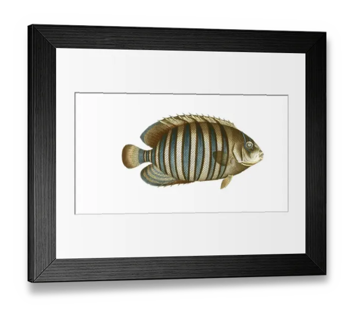 Framed Print : Fish, Fishes, Genus Banded butterflyfish, Butterflyfish, Chaetodon fasciatus, Striped butterflyfish, Historical, Digitally restored reproduction from a 19th century original, Record date not stated Framed Print : Fish, Fishes, Genus Banded butterflyfish, Butterflyfish, Chaetodon fasciatus, Striped butterflyfish, Historical, Digitally restored reproduction from a 19th century original, Record date not stated