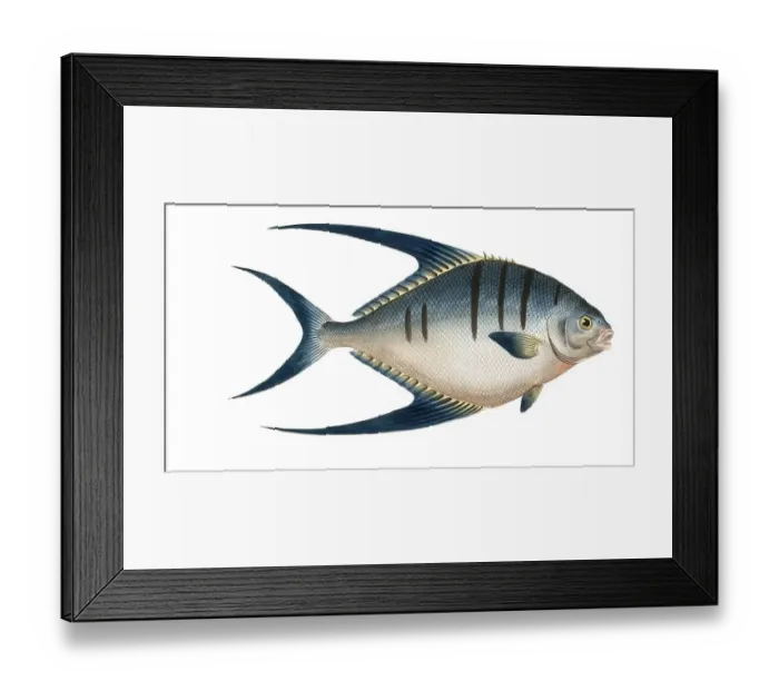 Framed Print : Fish, Fishes, Genus Butterflyfish, Butterflyfish, Chaetodon glaucus, Blue Clownfish, Historical, digitally restored reproduction from a 19th century original, Record date not stated