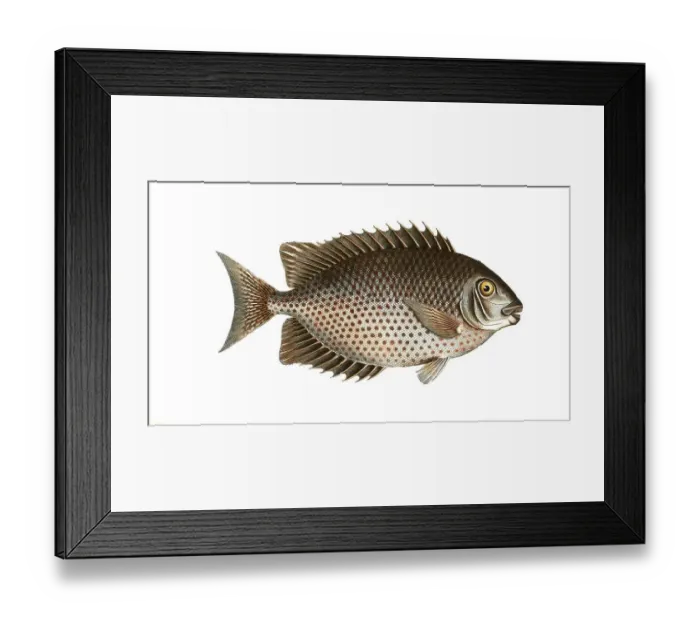 Framed Print : Fish, Fishes, Genus Butterflyfish, Butterflyfish, Chaetodon guttatus, the spotted clownfish, Historical, digitally restored reproduction from a 19th century original, Record date not stated Framed Print : Fish, Fishes, Genus Butterflyfish, Butterflyfish, Chaetodon guttatus, the spotted clownfish, Historical, digitally restored reproduction from a 19th century original, Record date not stated