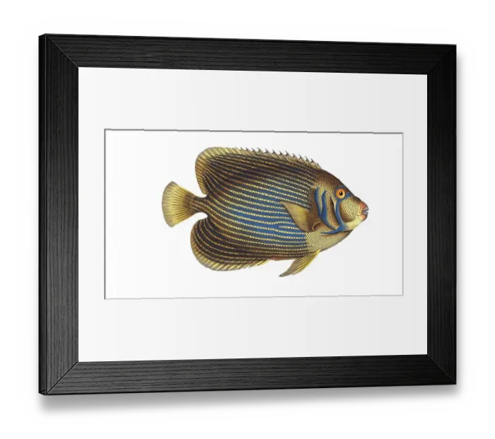 Framed Print : Fish, Fish, Genus Butterflyfish, Butterflyfish, Chaetodon imperator, the emperor fish, Historical, digitally restored reproduction from a 19th century original, Record date not stated