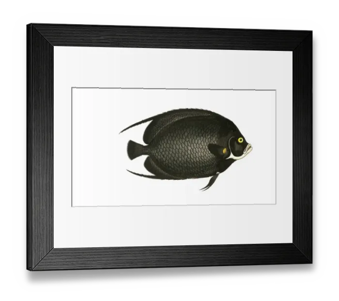 Framed Print : Fish, Fish, genus Butterflyfish, Butterflyfish, Chaetodon paru, the Black butterflyfish, the variegated Angel-fish, Historical, digitally restored reproduction from a 19th century original, Record date not stated