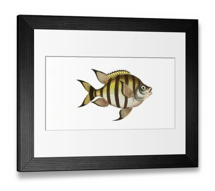 Framed Print : Fish, Fishes, Genus Butterflyfish, Butterflyfish, Chaetodon marginatus, the bordered clifffish, Historical, digitally restored reproduction from a 19th century original, Record date not stated