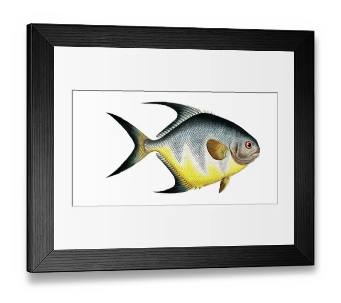 Framed Print : Fish, Fishes, Genus Butterflyfish, Butterflyfish, Chaetodon rhomboides, the diamond-shaped clownfish, Historical, digitally restored reproduction from a 19th century original, Record date not stated Framed Print : Fish, Fishes, Genus Butterflyfish, Butterflyfish, Chaetodon rhomboides, the diamond-shaped clownfish, Historical, digitally restored reproduction from a 19th century original, Record date not stated