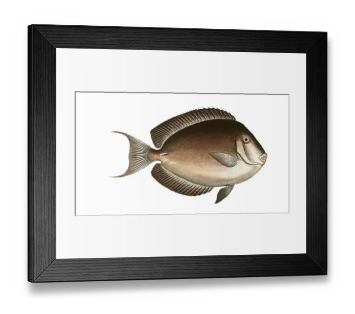Framed Print : Fish, Fish, Genus Butterflyfish, Butterflyfish, Chaetodon nigricans, the Perfian, Historical, digitally restored reproduction from a 19th century original, Record date not stated Framed Print : Fish, Fish, Genus Butterflyfish, Butterflyfish, Chaetodon nigricans, the Perfian, Historical, digitally restored reproduction from a 19th century original, Record date not stated