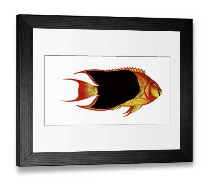 Framed Print : Fish, Fishes, Genus Butterflyfish, Butterflyfish, Chaetodon tricolor, tricoloured clifffish, the treble coloured, Historical, digitally restored reproduction from a 19th century original, Record date not stated