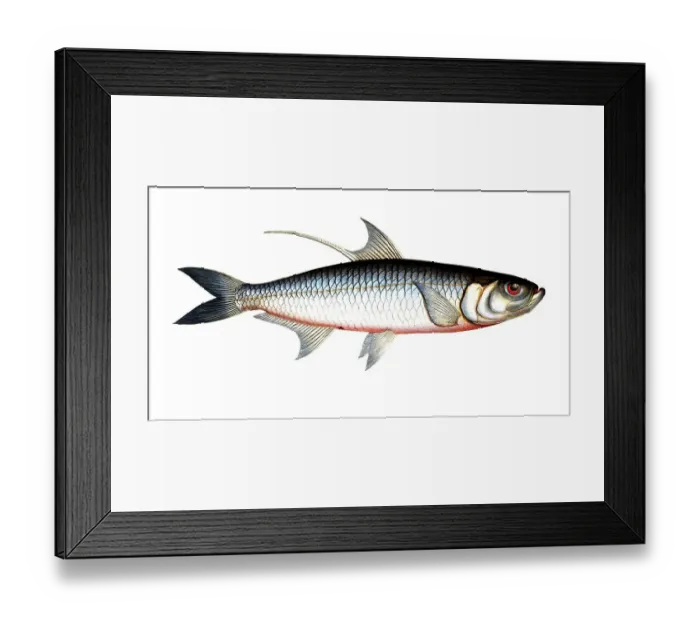 Framed Print : Fish, Fish, Fish genus Herring, Clupea cyprinoides, Megalops cyprinoides, Indo-Pacific tarpon, Carp herring, Indo-Pacific tarpon, oxeye herring, Historical, digitally restored reproduction from a 19th century original, Record date not stated