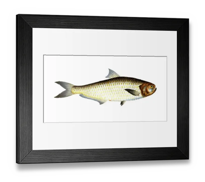 Framed Print : Fish, Fish, Fish genus Real herring, Clupea malabarica, Malabrian herring, herring of Malabar, Historical, digitally restored reproduction from a 19th century original, Record date not stated Framed Print : Fish, Fish, Fish genus Real herring, Clupea malabarica, Malabrian herring, herring of Malabar, Historical, digitally restored reproduction from a 19th century original, Record date not stated